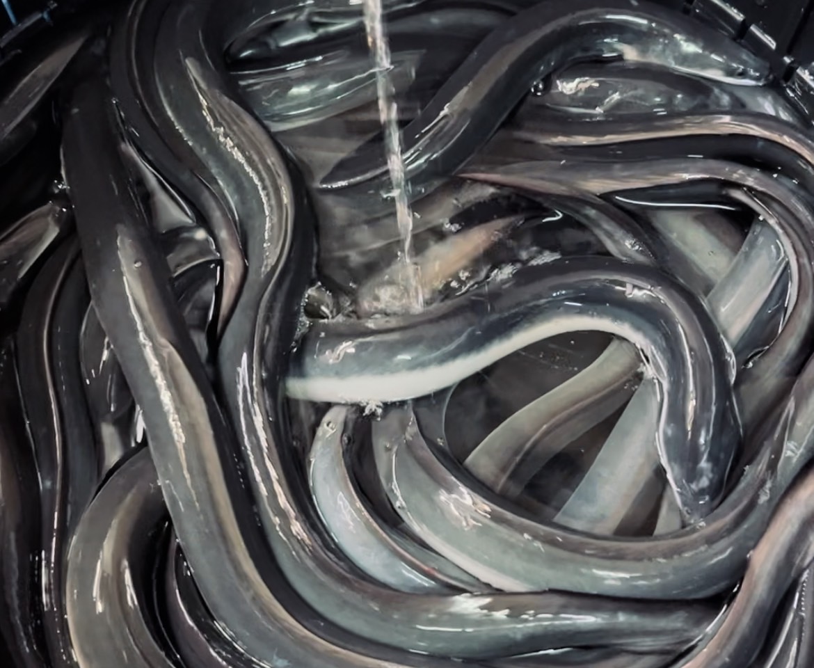 うなぎ双葉木曽